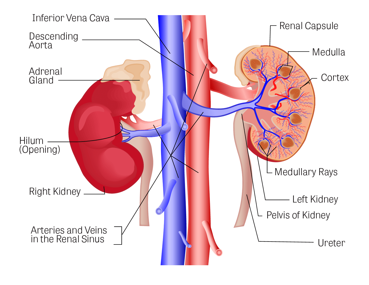 Prerequisite Knowledge Role Of The Nephron In Excretion
